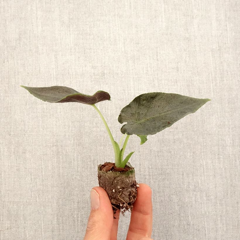 Alocasia Antoro Velvet - Oreja de elefante Mini-plante sample as delivered in spring