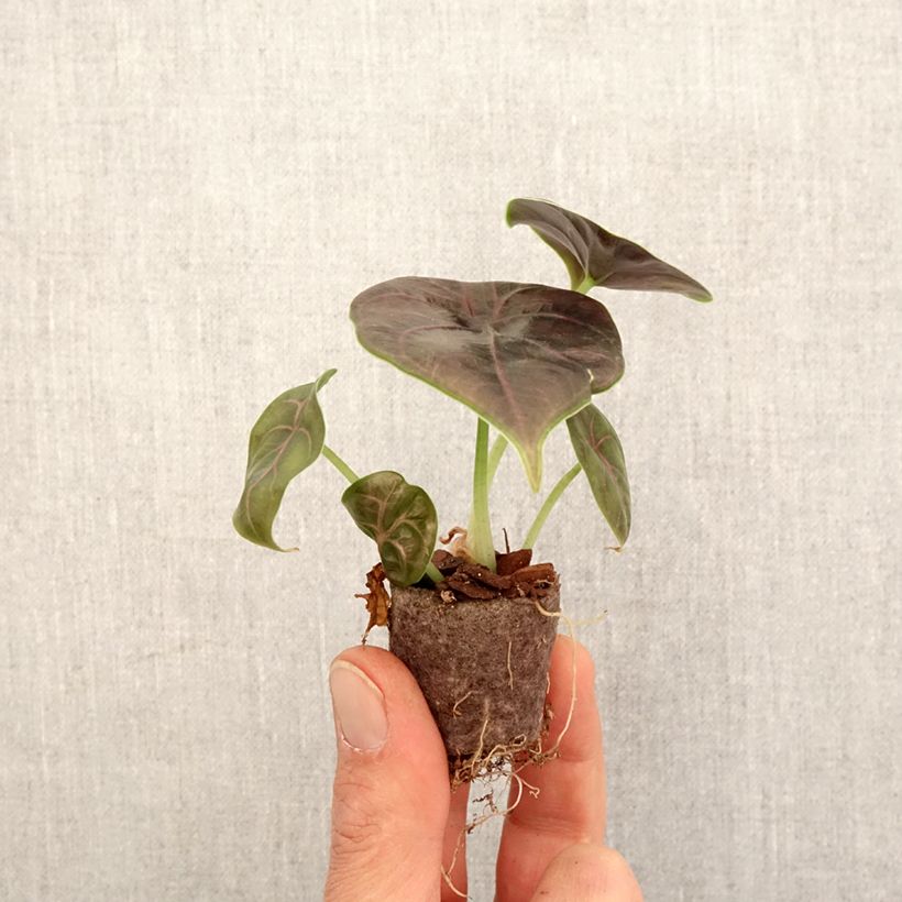 Alocasia  azlanii  - Mambo rouge, Oreille d'éléphant Plug plant 3/4cm sample as delivered in spring