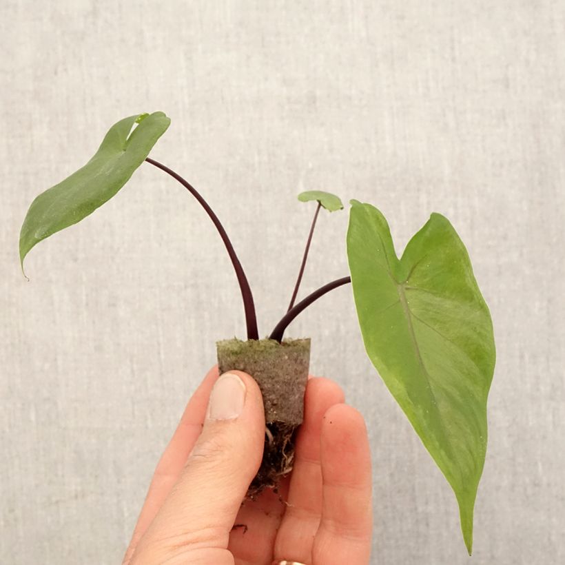 Alocasia macrorrhizos 'Violacea' Black Stem - Oreille d'éléphant à gros rhizome Black Stem, Oreille d'éléphant Violacea, Alocasia à pétioles noirs Plug plant 3/4cm sample as delivered in spring