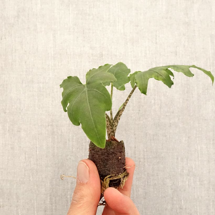 Alocasia brancifolia - Elephants ear Mini-plante sample as delivered in spring