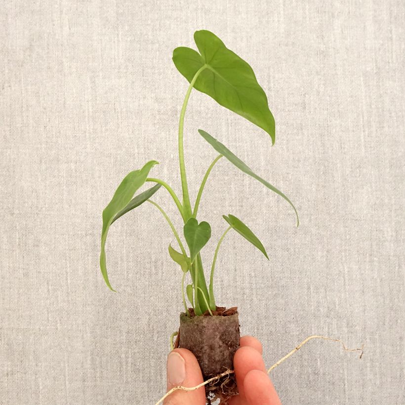Alocasia  gageana California Plug plant 3/4cm sample as delivered in spring