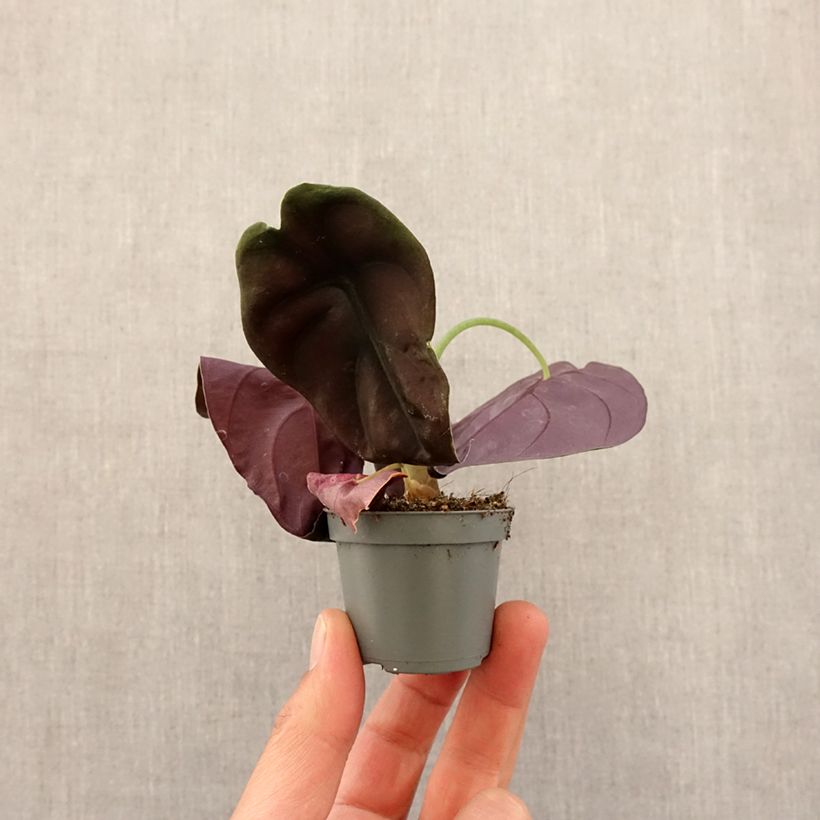 Alocasia cuprea Red - Elephant ear Mini-plante sample as delivered in spring