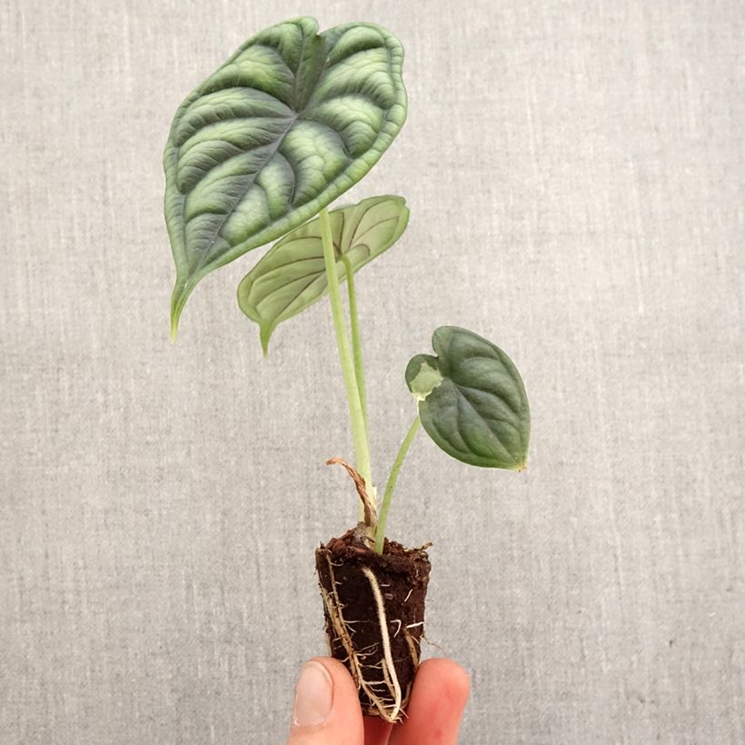 Alocasia Dragon Scale - Elephant's Ear Plug plant 3/4cm sample as delivered in spring