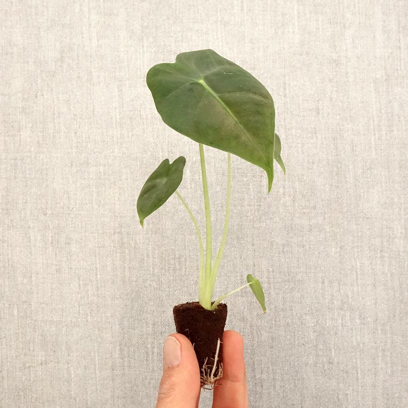 Alocasia micholitziana Frydek - Oreille d'éléphant de Micholitz Plug plant 3/4cm sample as delivered in spring