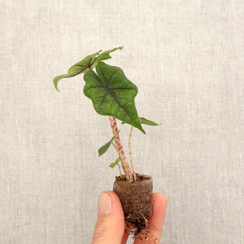 Alocasia tandurusa Jacklyn - Elephant ear Mini-plante sample as delivered in spring