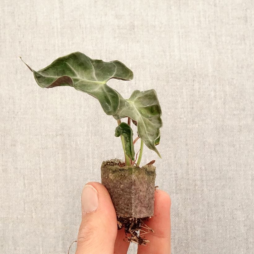 Alocasia Loco - Elephant ear Mini-plante sample as delivered in spring