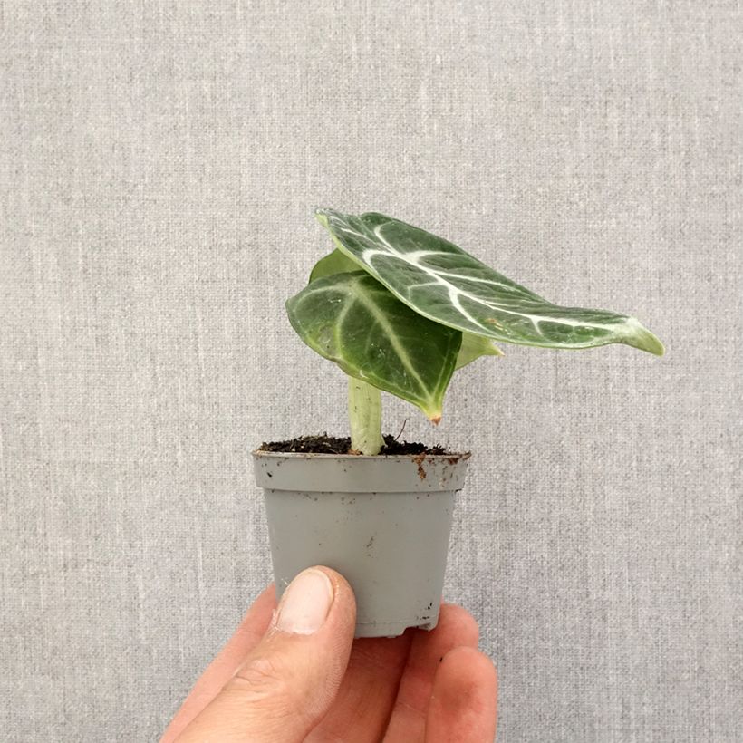 Alocasia Ninja - Elephant ear Mini-plante sample as delivered in spring