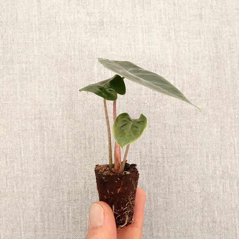 Alocasia  Pink Dragon Plug plant 3/4cm sample as delivered in spring