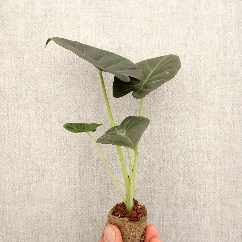 Alocasia  Regal Shields Plug plant 3/4cm sample as delivered in spring