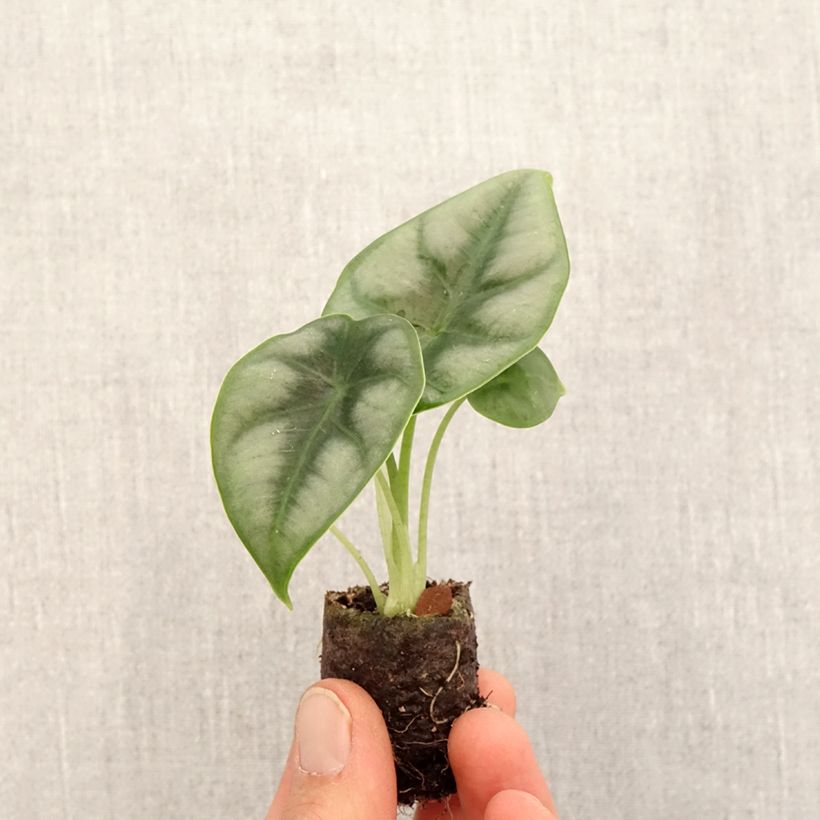 Alocasia reversa - Elephant ear Mini-plante sample as delivered in spring