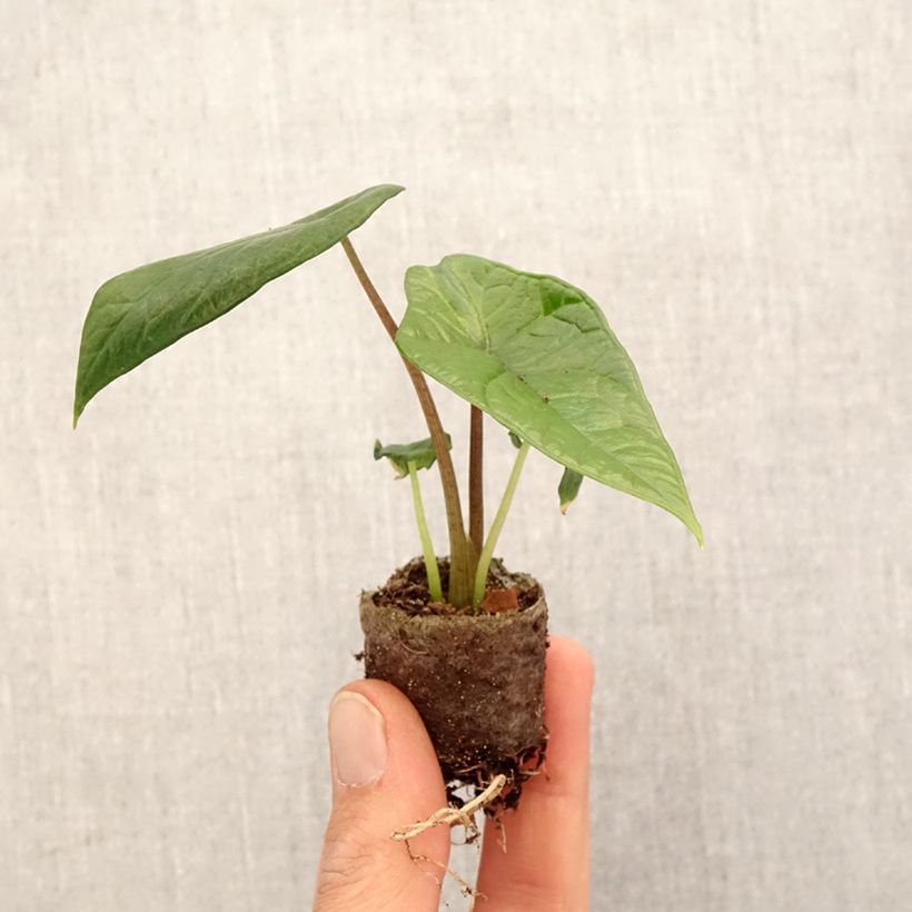 Alocasia scalprum  - Oreille d'éléphant Plug plant 3/4cm sample as delivered in spring