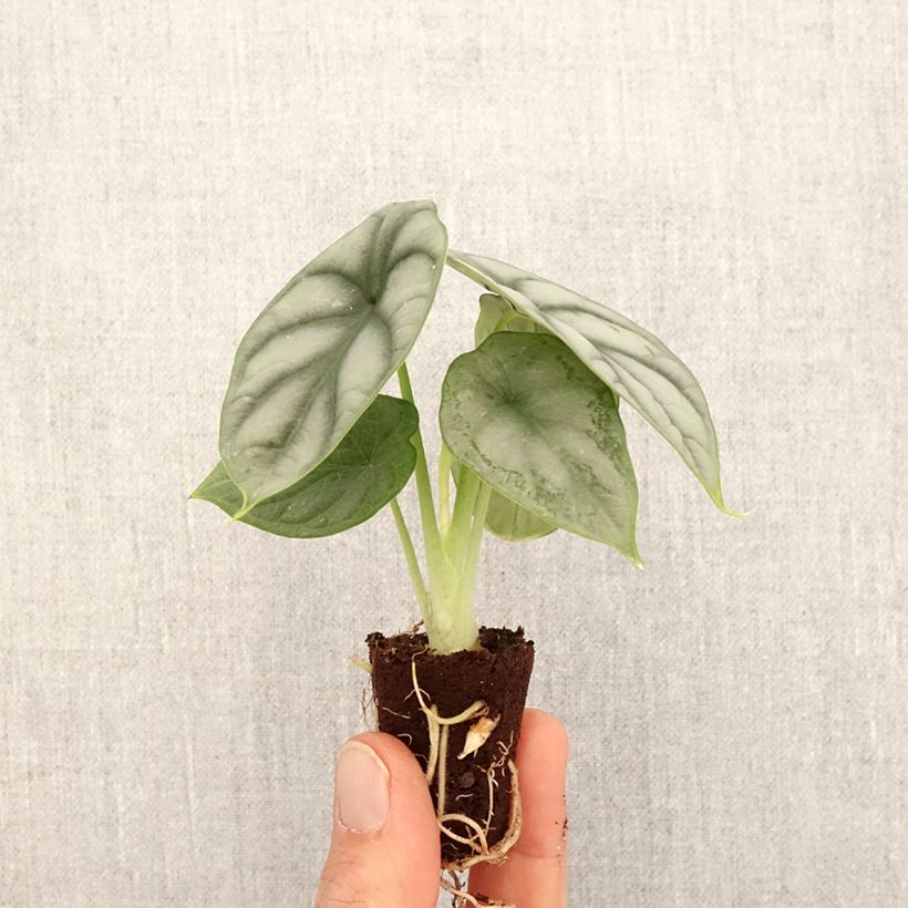 Alocasia Silver Dragon - Elephant ear Mini-plante sample as delivered in spring