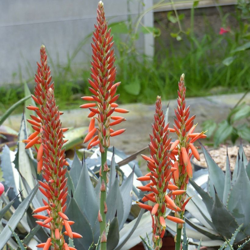 Aloe aristata   (Flowering)