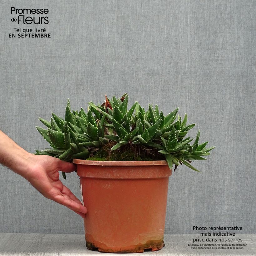 Aloe perfoliata (mitriformis)   7.5L/10L pot sample as delivered in autumn