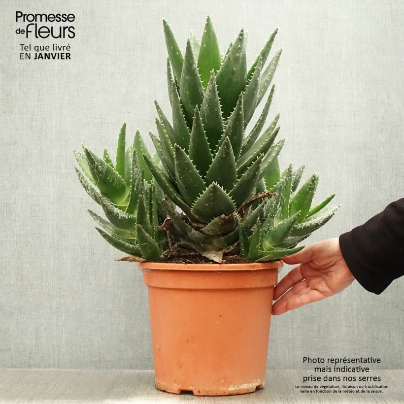 Aloe perfoliata (mitriformis) Pot de 7,5L/10L sample as delivered in winter