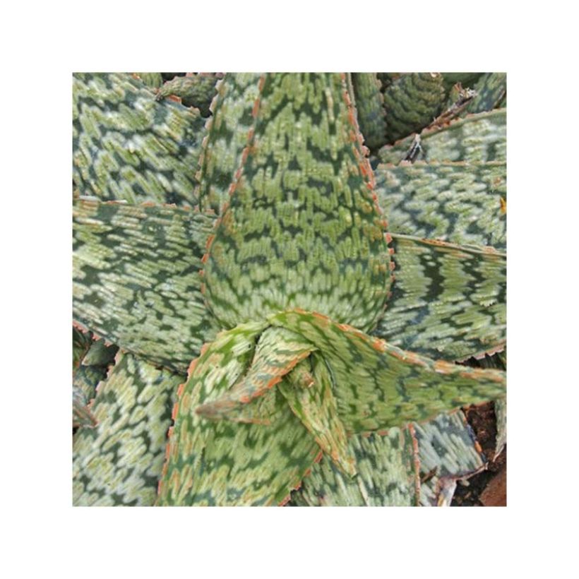 Aloe x rauhii Cleopatra (Foliage)