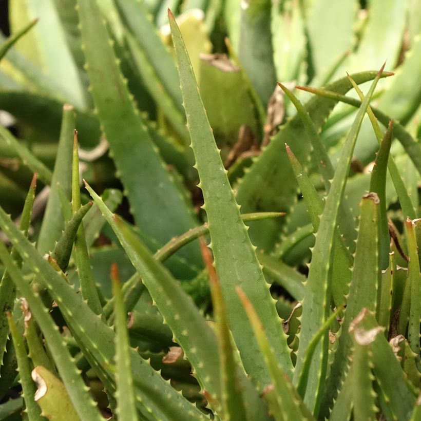 Aloe Safari Sunrise (Foliage)