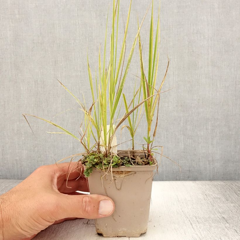 Alopecurus pratensis Aureovariegatus Godet de 9cm sample as delivered in summer