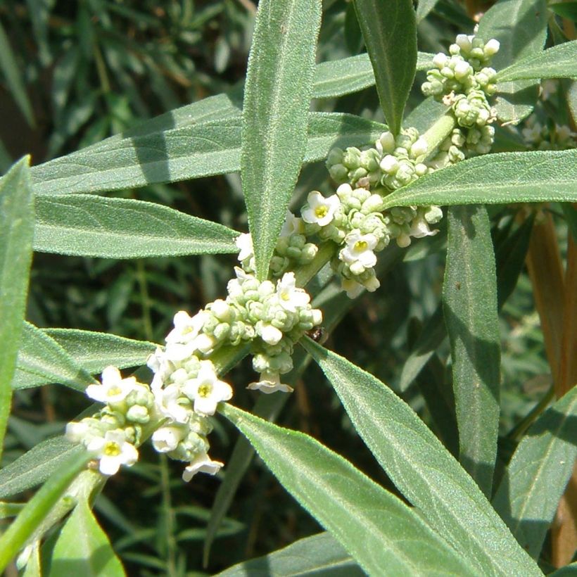 Argentinian Verbena - Aloysia polystachya (Flowering)