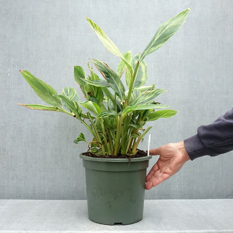 Alpinia zerumbet Variegata - Gingembre coquille Pot de 7.5L/10L sample as delivered in spring