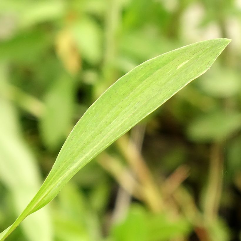 Alstroemeria Duc d'Anjou Edouard (Foliage)