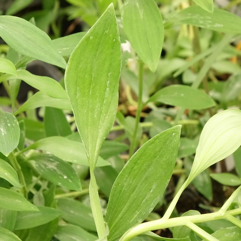 Alstroemeria  uc d'Anjou Jean (Foliage)