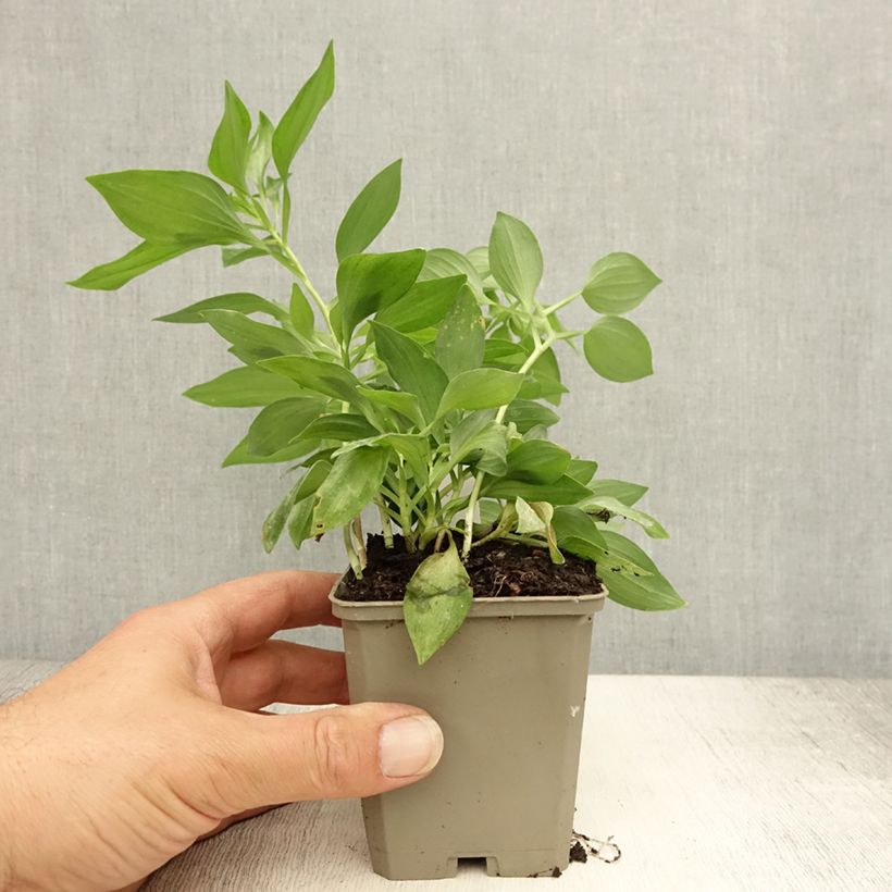 Alstroemeria Duc d'Anjou Louis 8/9 cm pot sample as delivered in summer