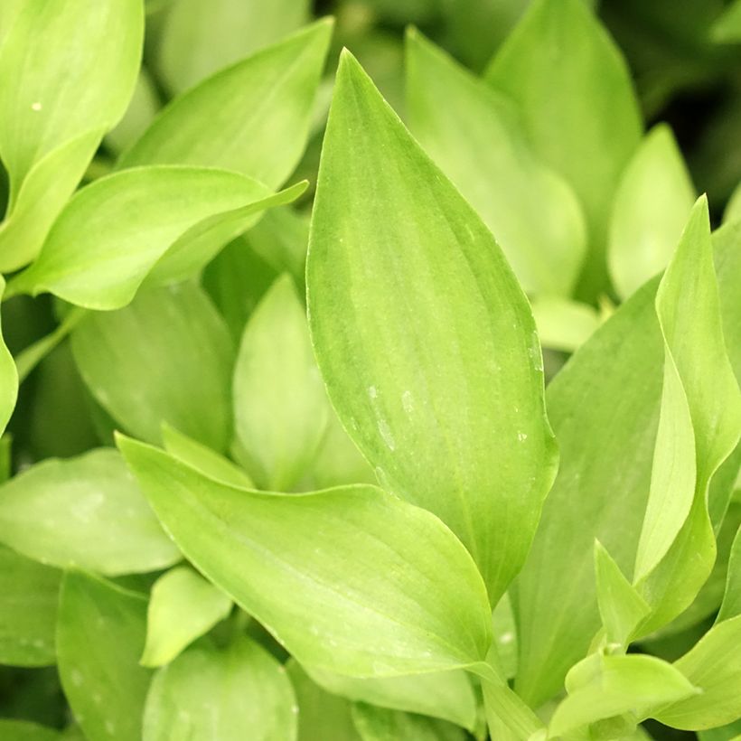 Alstroemeria Duc d'Anjou Louis (Foliage)