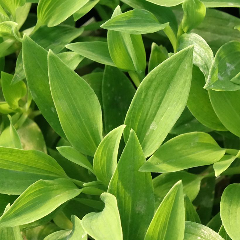 Alstroemeria Duc d'Anjou Nicolas (Foliage)