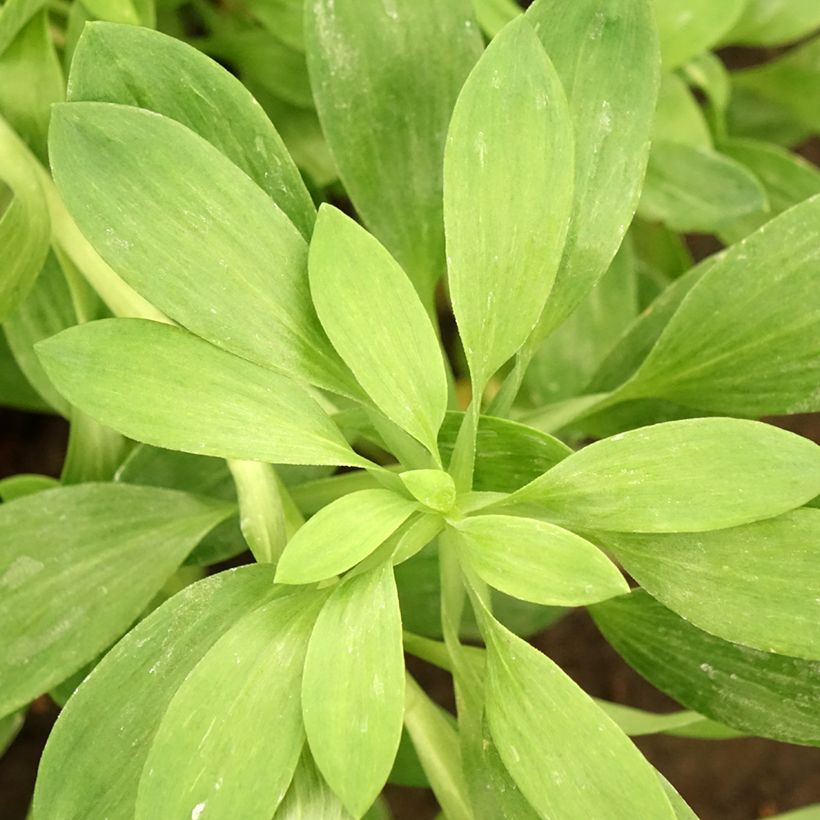 Alstroemeria Duchesses d'Anjou Beatrice (Foliage)