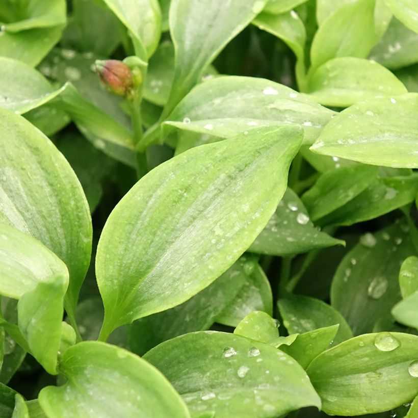 Alstroemeria Duchesses d'Anjou Elisabeth (Foliage)