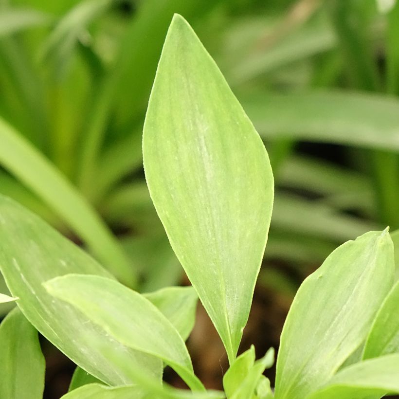 Alstroemeria Duchesses d'Anjou Isabelle (Foliage)