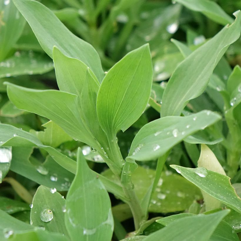 Alstroemeria Duchesses d'Anjou Marguerite (Foliage)