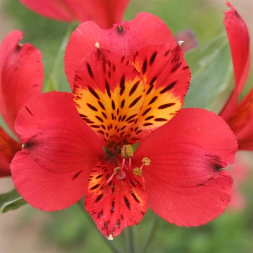 Alstroemeria Majestic Liré (Flowering)