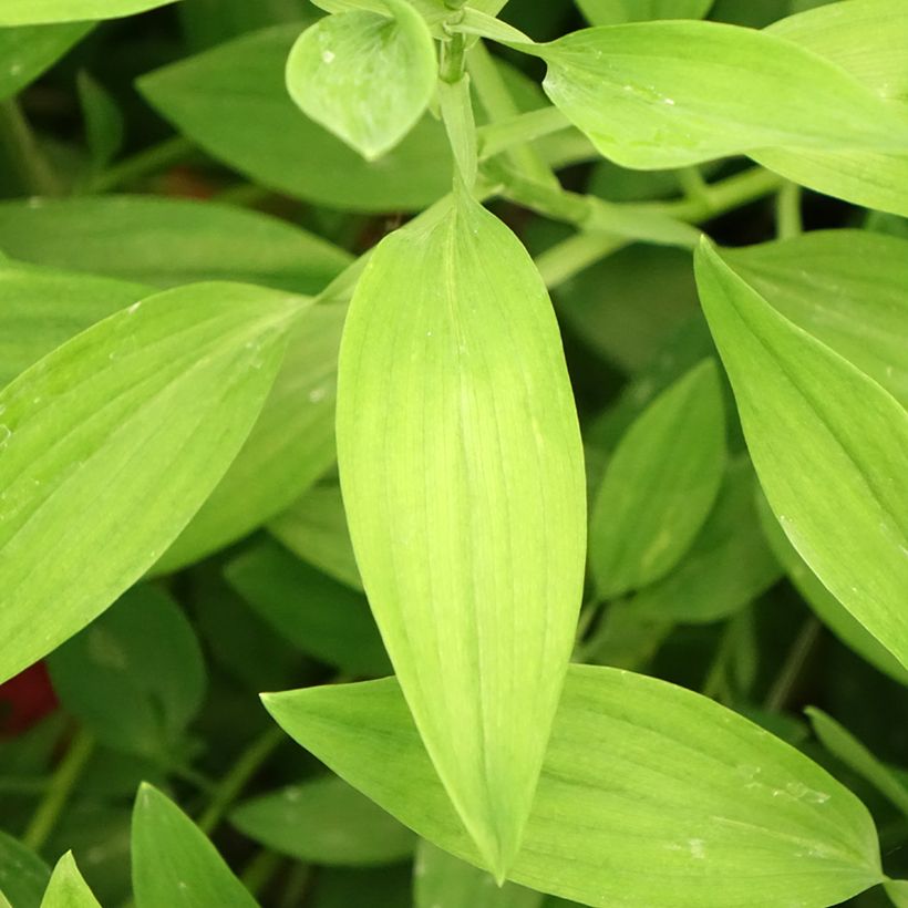 Alstroemeria Majestic Liré (Foliage)