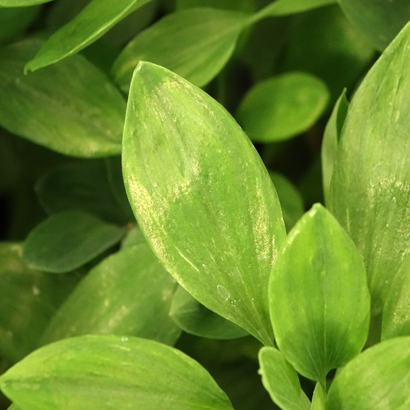 Alstroemeria Majestic Marcé (Foliage)