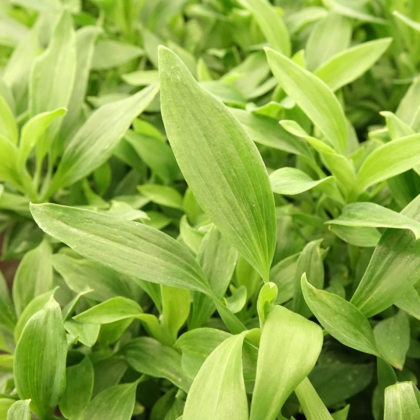 Alstroemeria Majestic Mazé (Foliage)