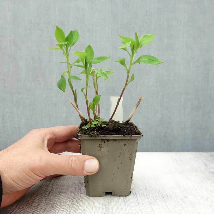 Alstroemeria Majestic Aubance 8/9 cm pot sample as delivered in autumn