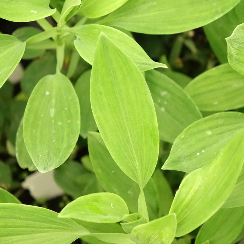 Alstroemeria Majestic Aubance (Foliage)