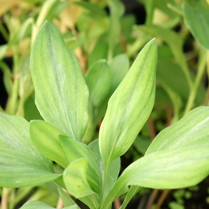 Alstroemeria Majestic Briancon (Foliage)
