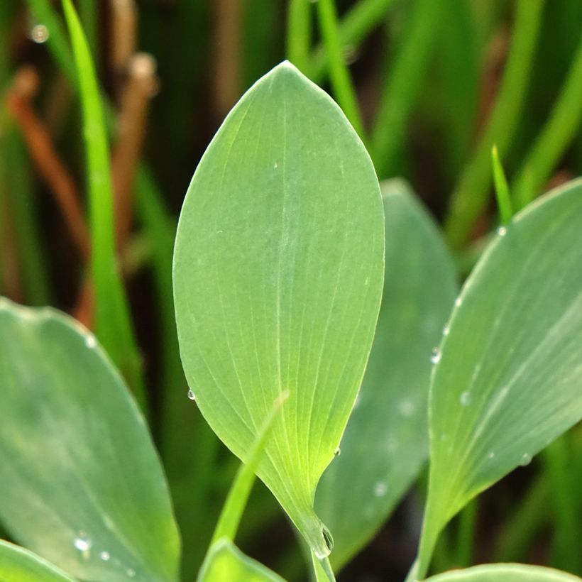Alstroemeria Majestic Briancon (Foliage)