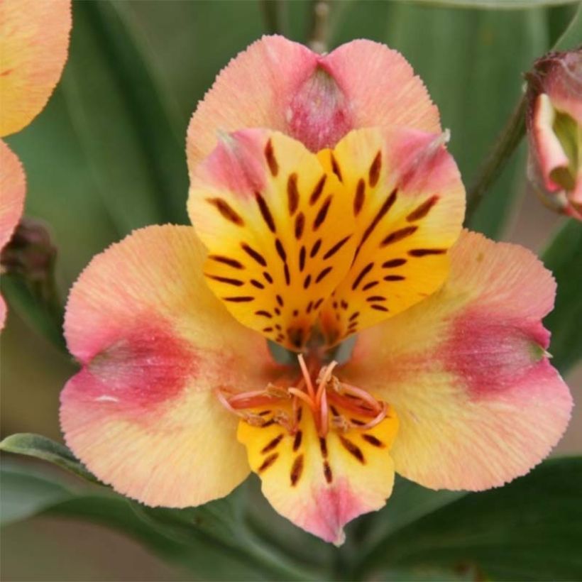 Alstroemeria Majestic Chartrene (Flowering)