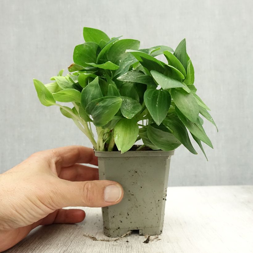 Alstroemeria Pitchounes Noah 8/9 cm pot sample as delivered in autumn