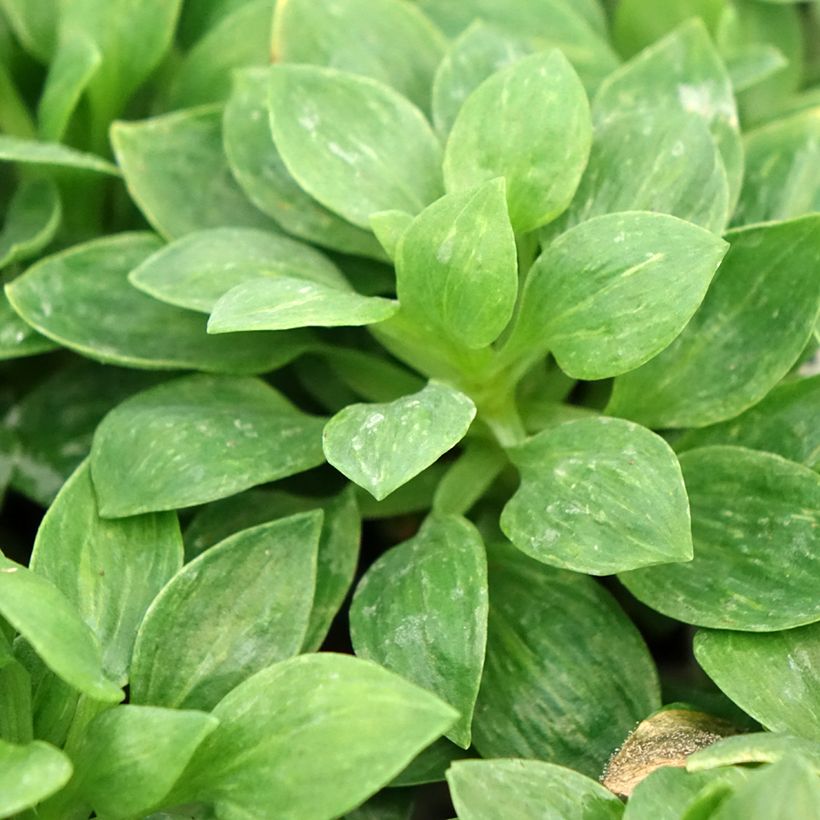 Alstroemeria Pitchounes Oceane (Foliage)