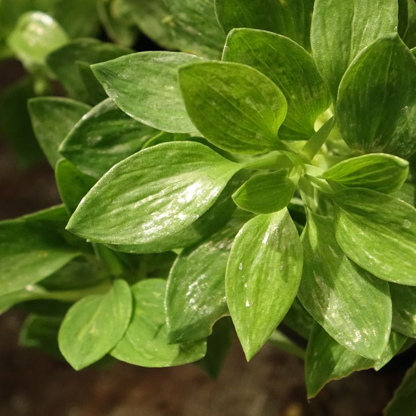 Alstroemeria Pitchounes Rosie (Foliage)