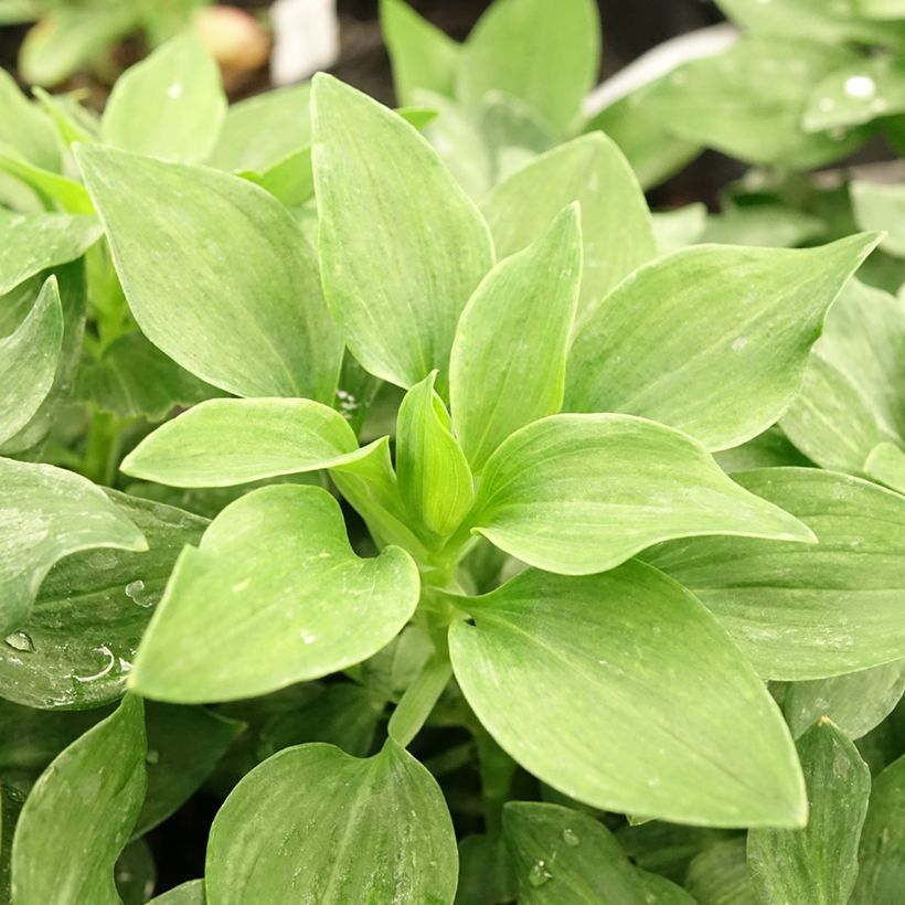 Alstroemeria Pitchounes Stella (Foliage)