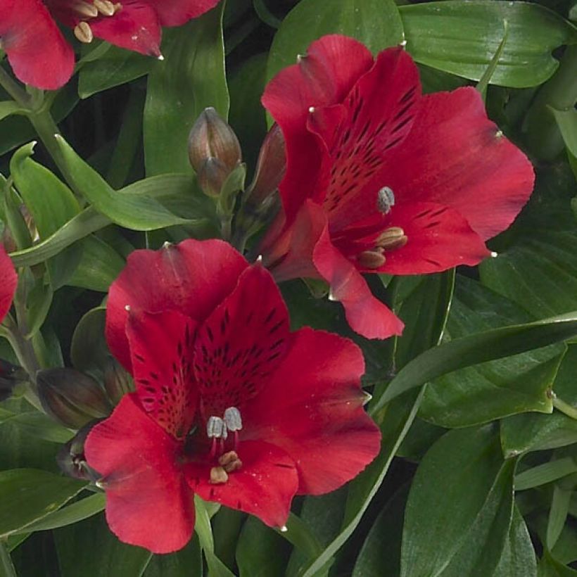 Alstroemeria Inticancha Valentino - Peruvian Lily (Flowering)
