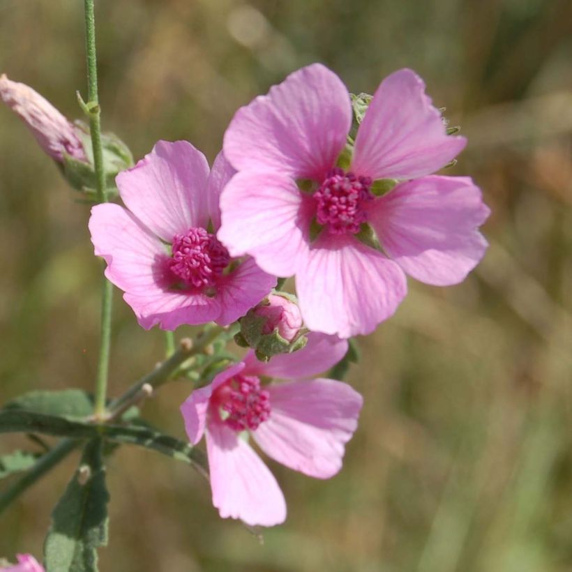 Althaea cannabina (Flowering)