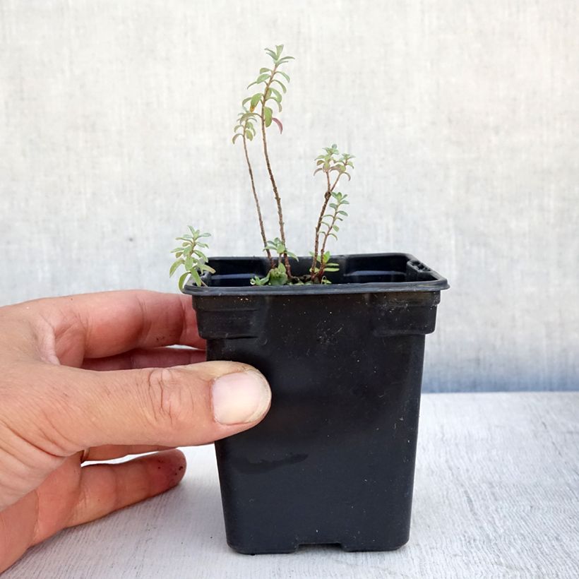 Alyssum argenteum 7/8 cm pot sample as delivered in summer