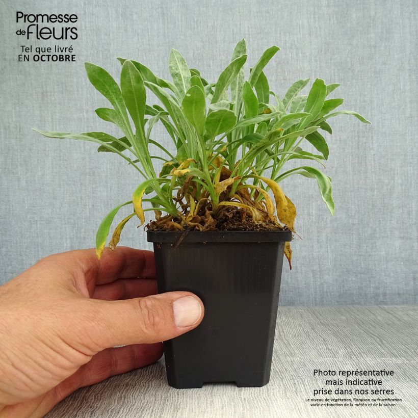 Alyssum saxatilis Goldkugel 8/9 cm pot sample as delivered in autumn